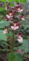 Calanthe