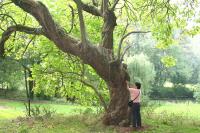 Catalpa de Caroline