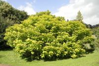 Catalpa de Caroline