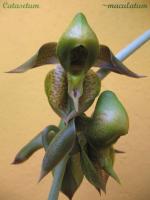 Catasetum