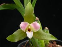 Lycaste