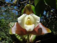 Lycaste