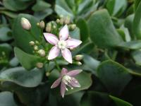 Crassula arborescente