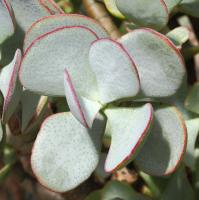 Crassula arborescente