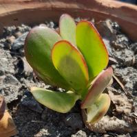 Crassula arborescente