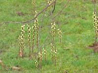 Stachyurus de Chine