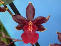 Odontocidium