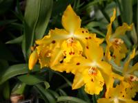 Odontocidium