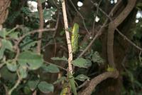 Acokanthère à feuilles opposées