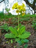 Primevère officinale