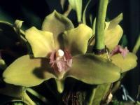 Bifrenaria inodora