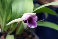 Cochleanthes discolor