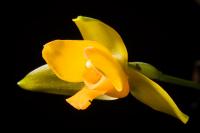 Lycaste aromatique