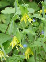 Uvulaire à grandes fleurs