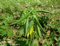 Uvulaire à grandes fleurs