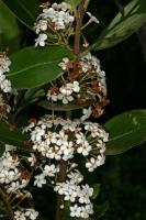 Acokanthère oblongifolia