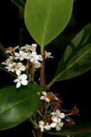 Acokanthère oblongifolia