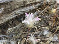 Ptilotus manglesii