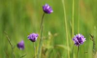 Dichelostemme congestionnée