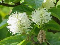 Grand fothergilla