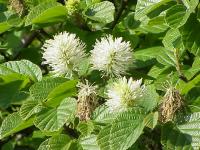 Grand fothergilla