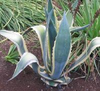 Agave