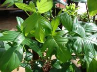 Philodendron squamiferum