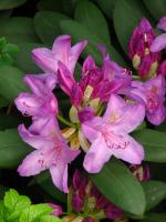 Rhododendron pourpre