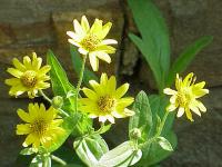 Arnica américaine