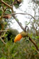 Sophora prostré