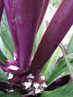 Tradescantie spathacea