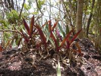 Tradescantie spathacea