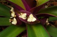 Tradescantie spathacea