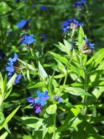 Grémil pourpre bleu