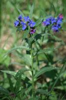 Grémil pourpre bleu