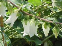 Campanule de Cornouailles