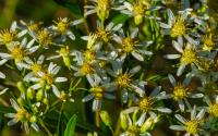 Aster en ombelles