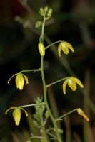 Albuca shawii