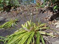 Laîche à feuilles de plantain