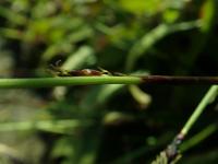 Laîche à feuilles de plantain