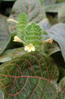 Fittonia géant