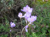 Crocus speciosus