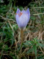 Crocus speciosus