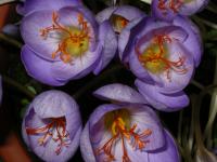 Crocus speciosus