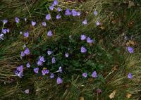 Crocus speciosus