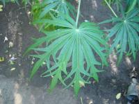 Jatropha multifida