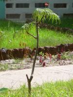 Jatropha multifida