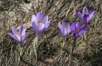 Crocus de Naples