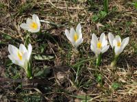 Crocus de Naples