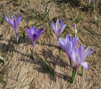 Crocus de Naples